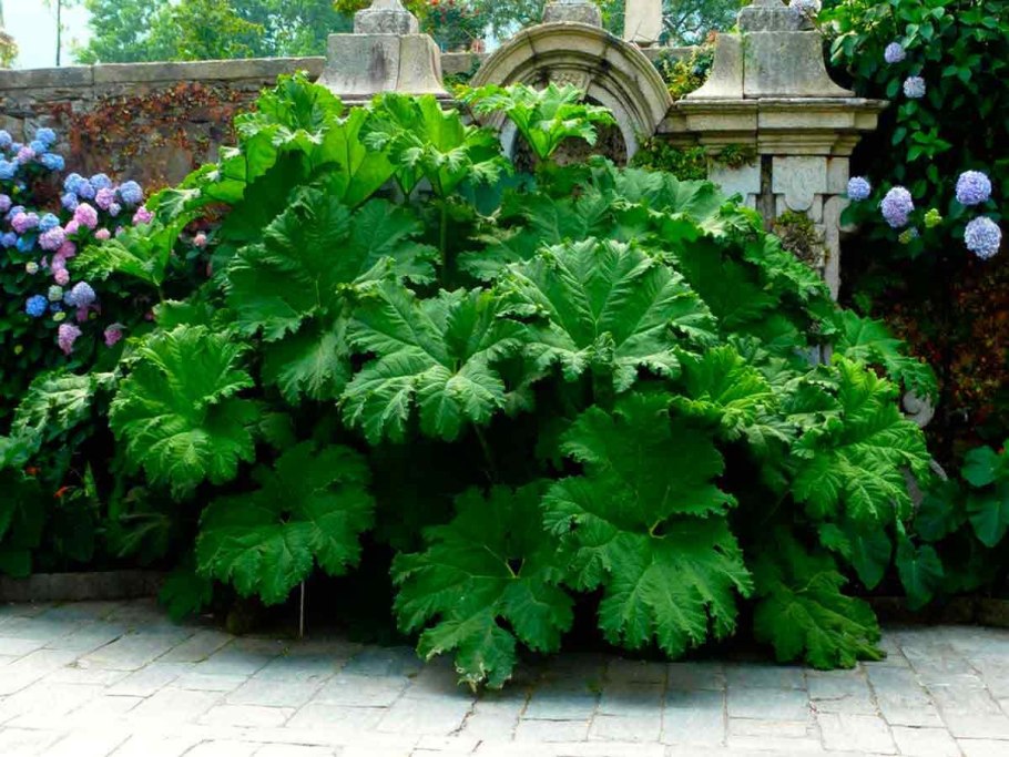 Лук декоративный аллиум Гладиатор