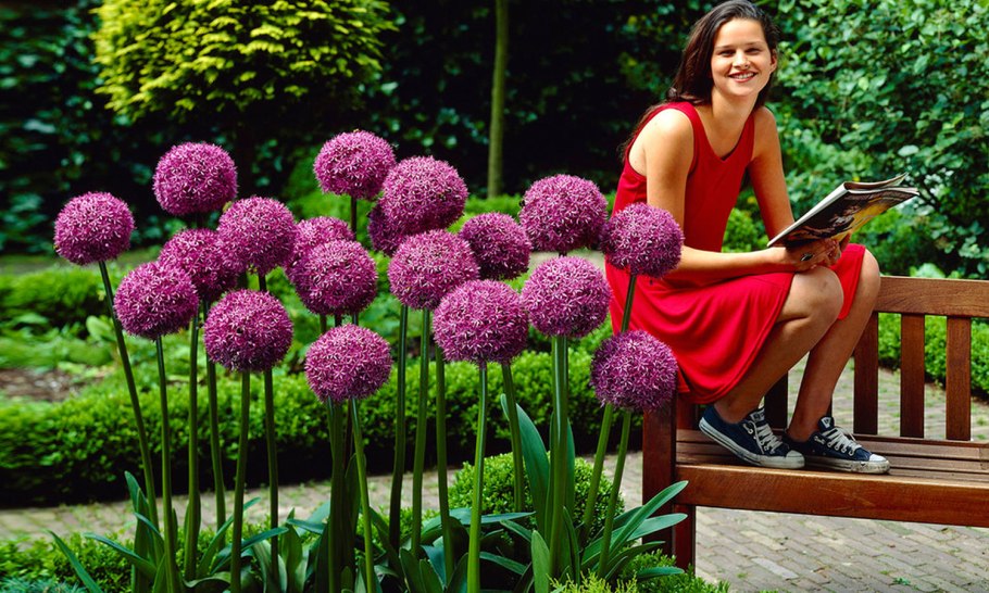 Астильбоидес пластинчатый (astilboides tabularis)