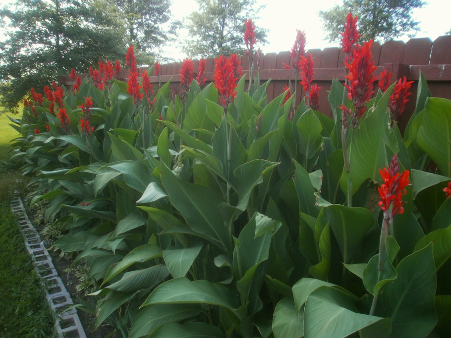 Гречиха Сахалинская (Горец Сахалинский)
