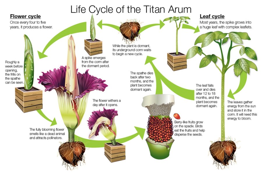 Клопогон белая Жемчужина