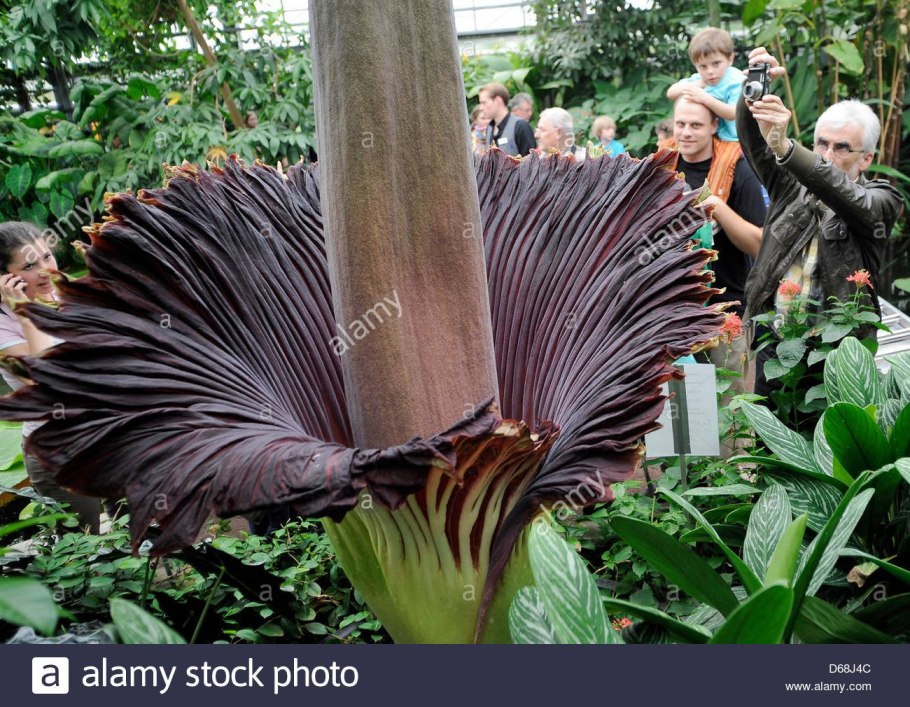 Гуннера -гигантский бразильский ревень (Gunnera manicata