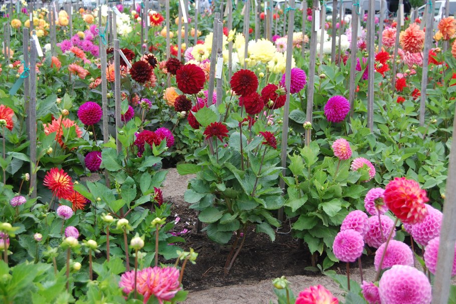 Дерево рододендрон Синтия