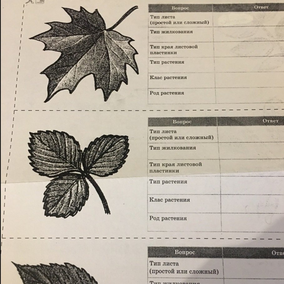 Лютик едкий листья простые или сложные