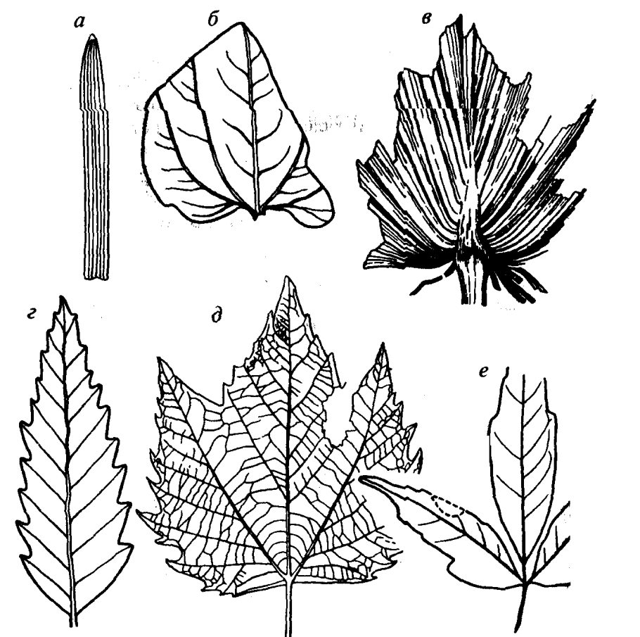 Жилкование листовой пластинки гороха