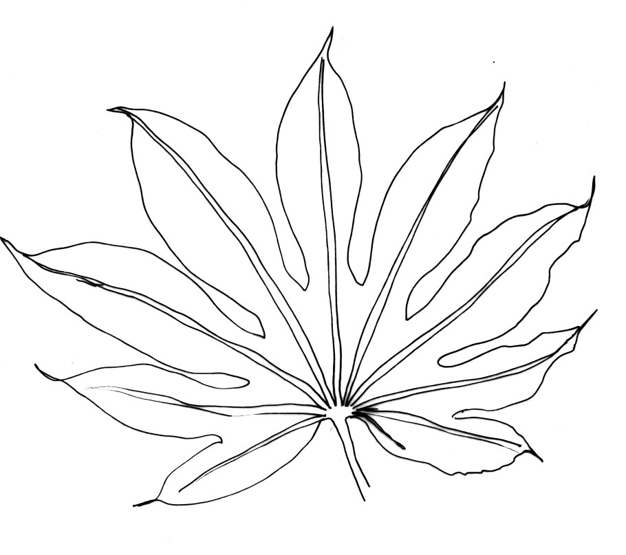 Рассмотрите плоды листа