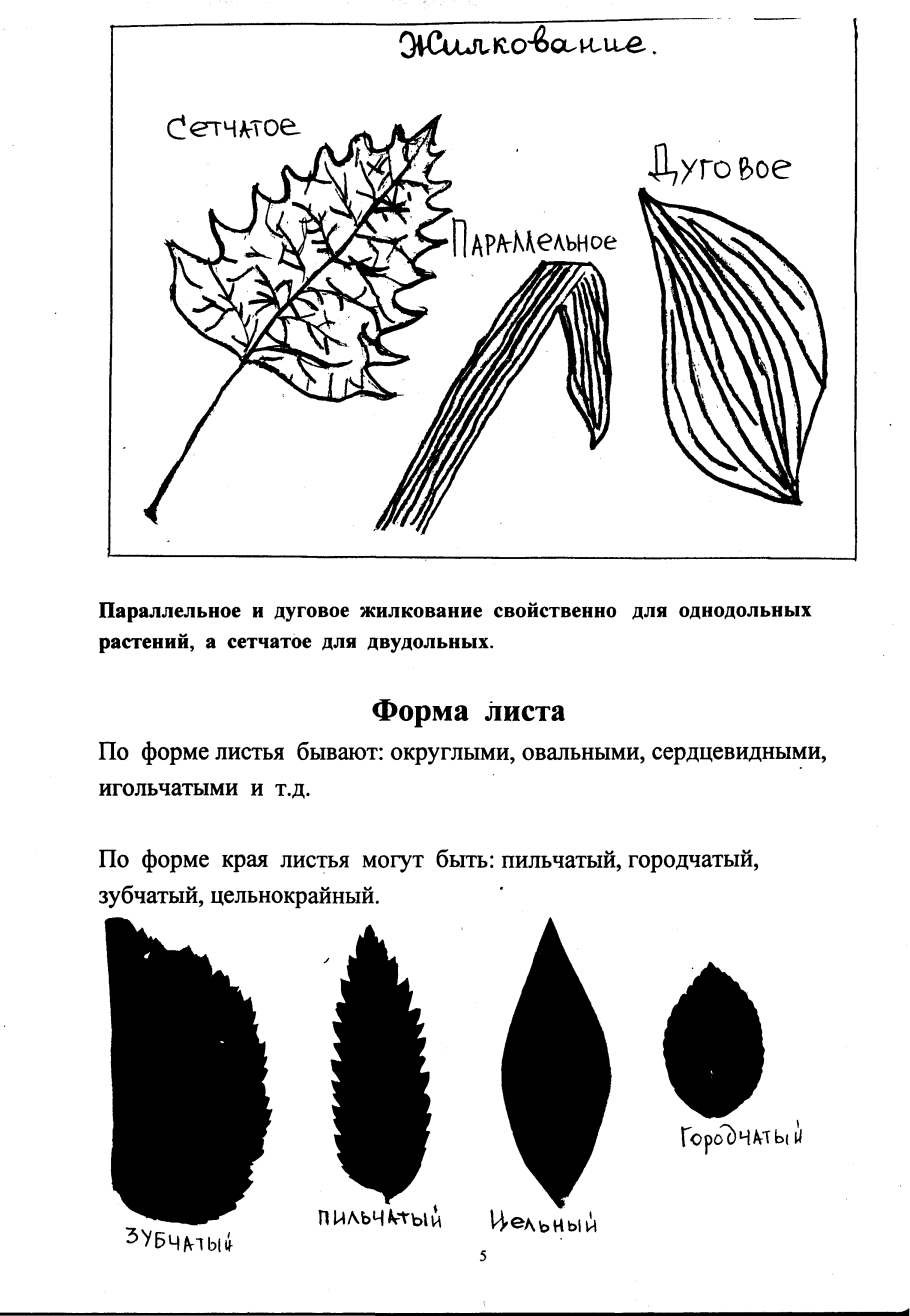 Лист березы форма листовой пластинки