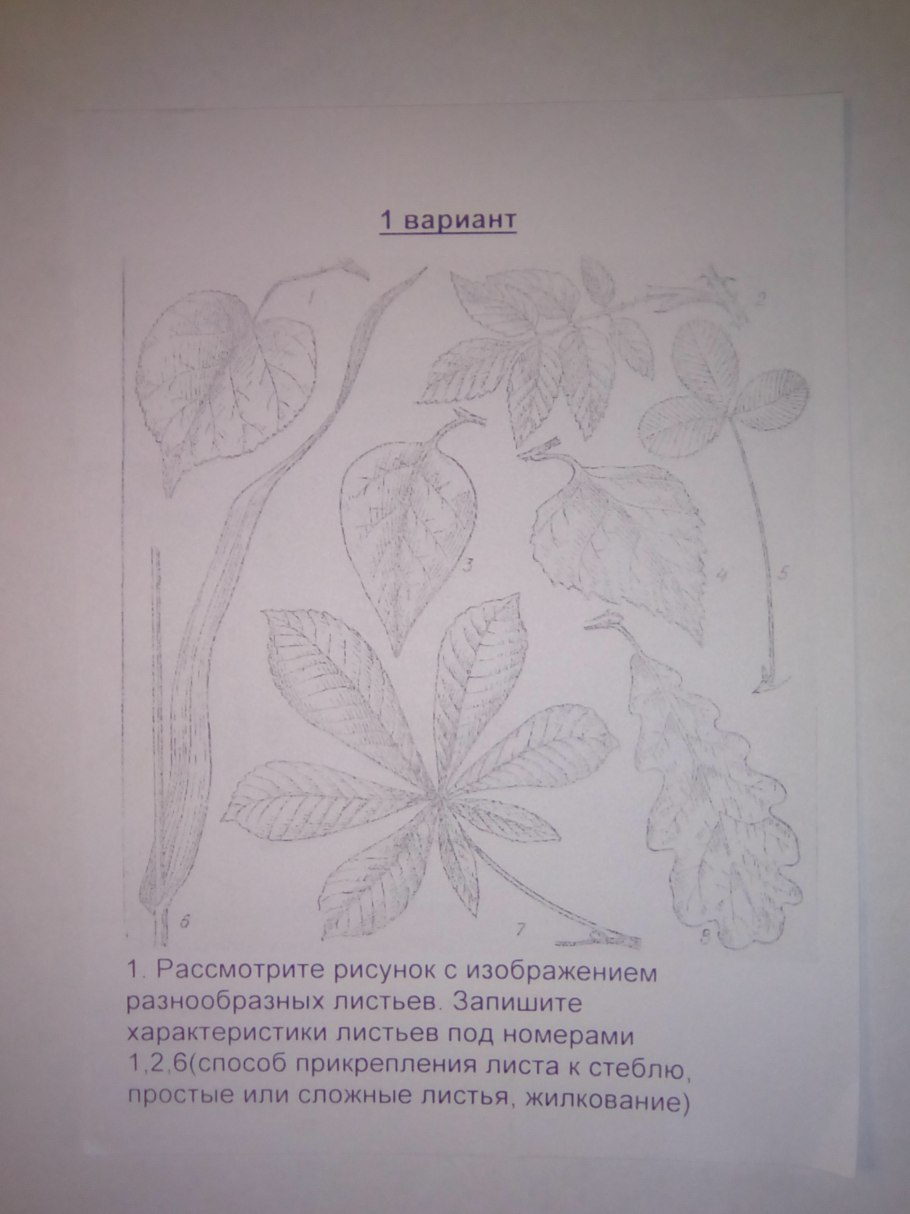Форма листа биология 6 класс