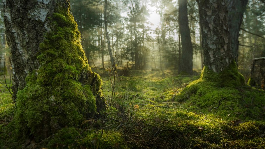 Ягель в лесу