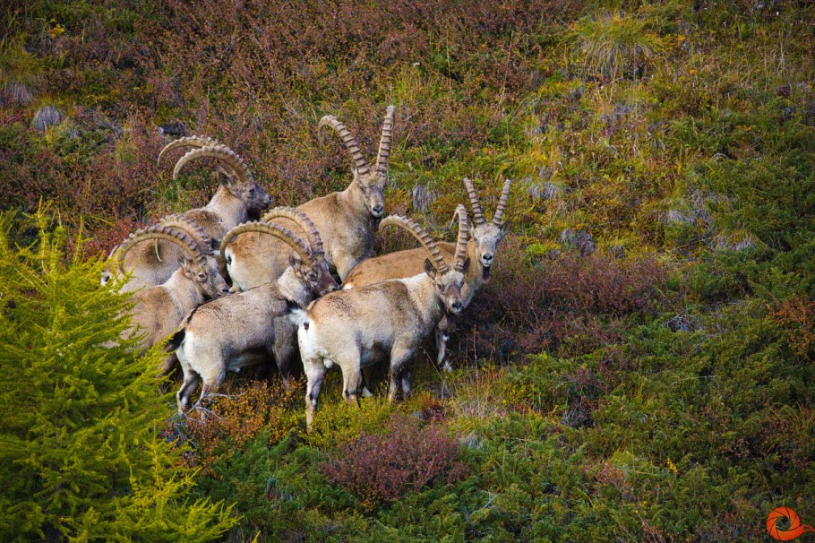 Убсунурская котловина заповедник животный мир