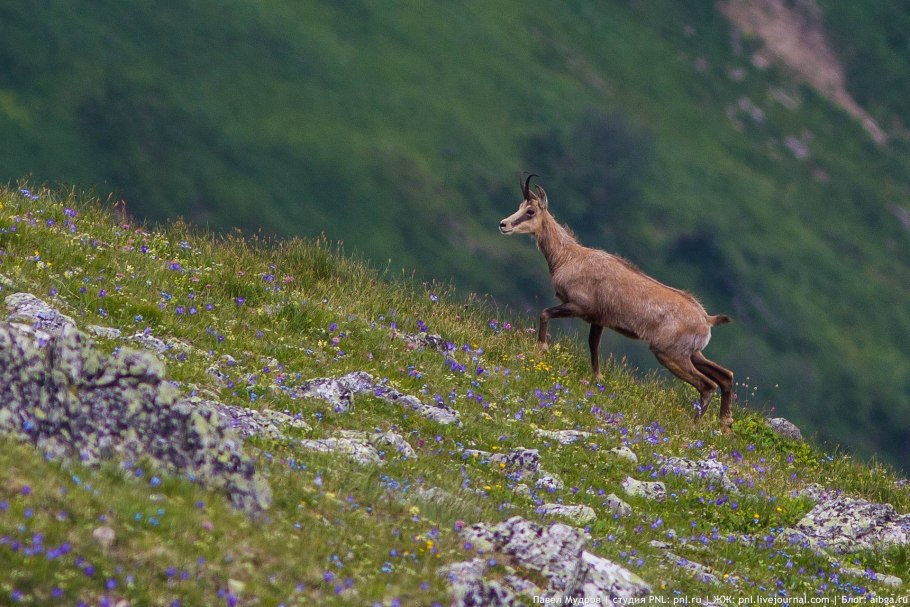ООПТ Кроноцкий