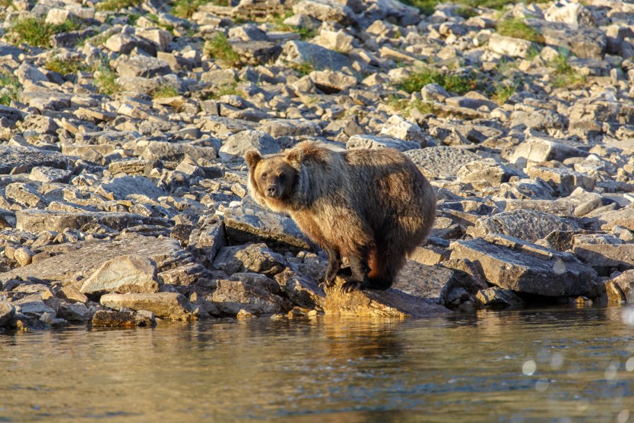 Животный мир Казахстана
