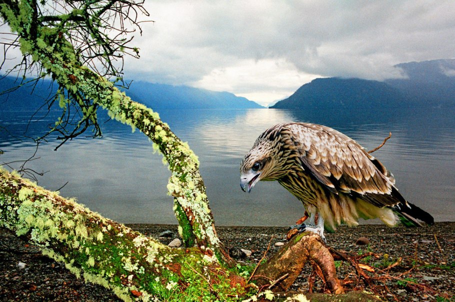 Растительный и животный мир