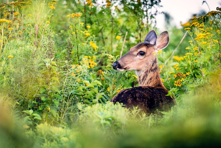 Проект животные