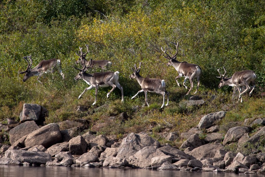 Франция природа и животный мир