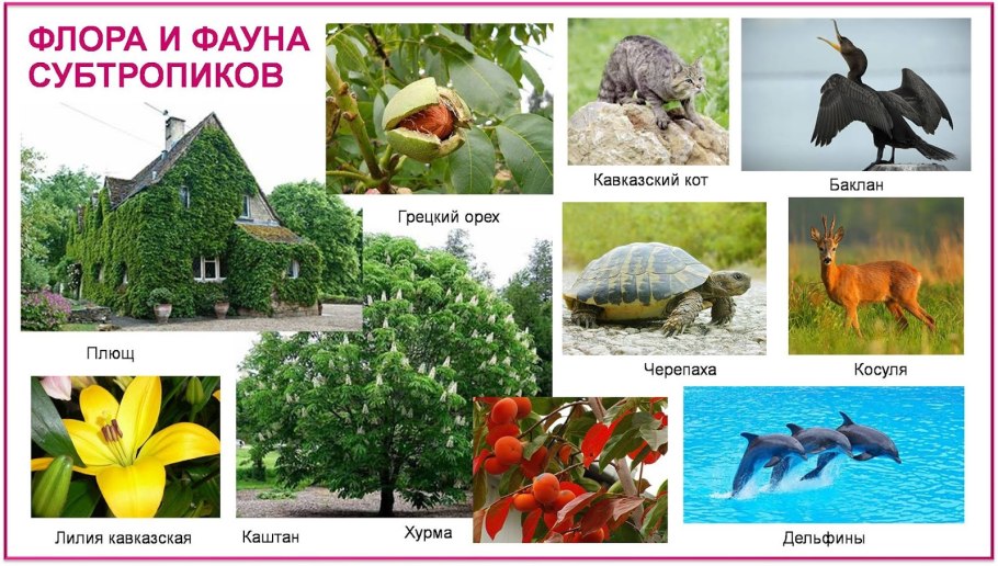 Субтропики животные и растения