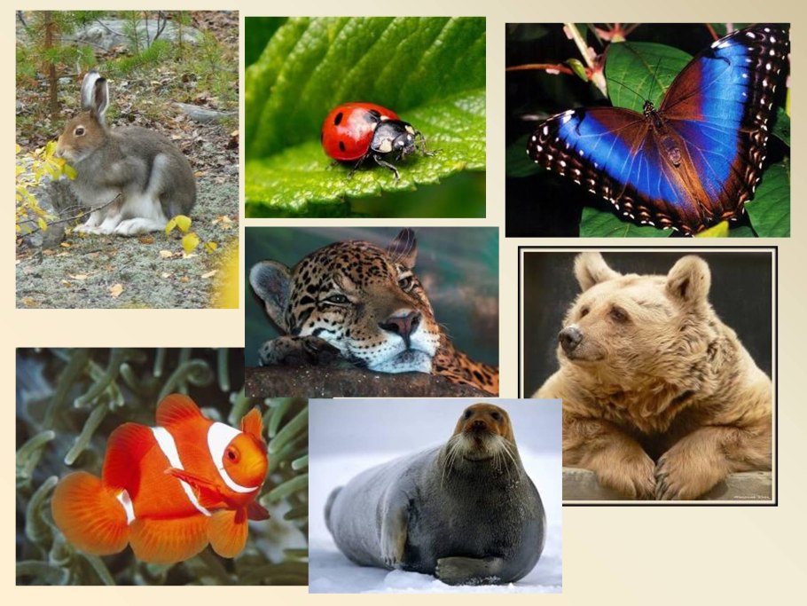 Разнообразие природы Крыма