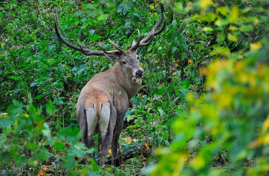 Кавказский биосферный заповедник фауна