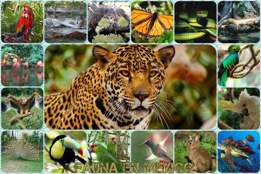 Флора Чили растения