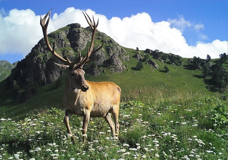 Кавказский биосферный заповедник фауна