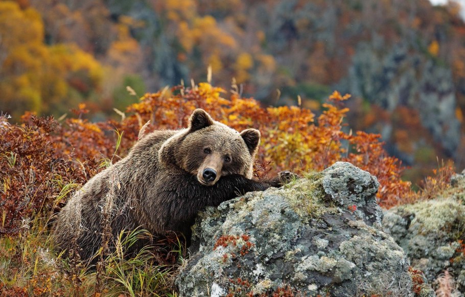 Природа Флора и фауна