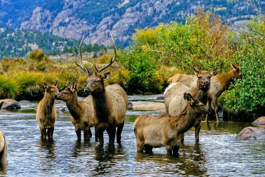 Карта природных зон России с животными и растениями