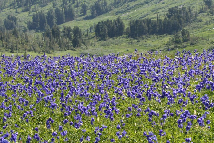Карта Свердловской области с животными и растениями