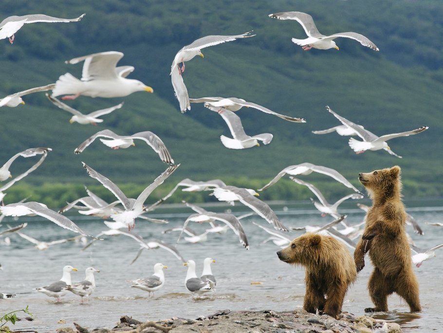 Флора и фауна Краснодарского края