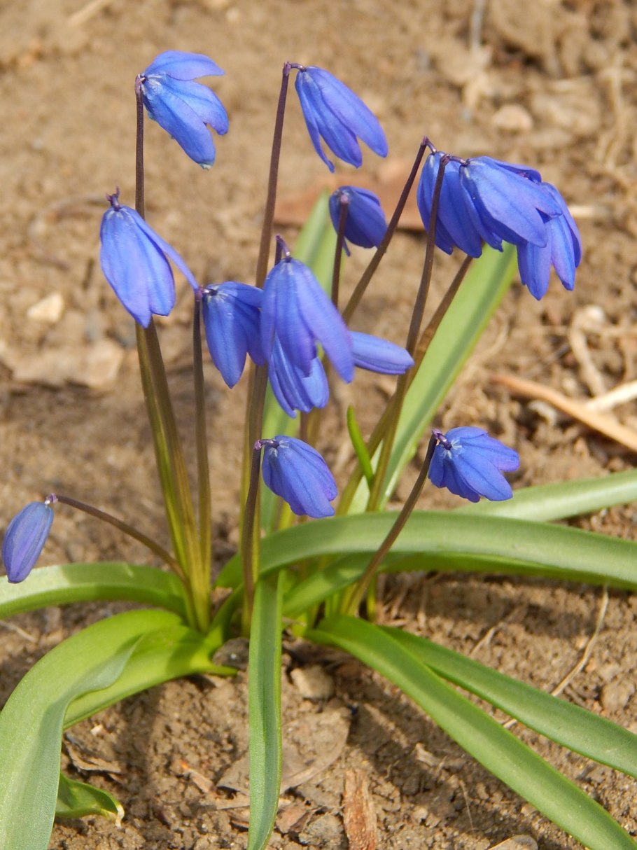 Мускари крокусы тюльпаны нарциссы