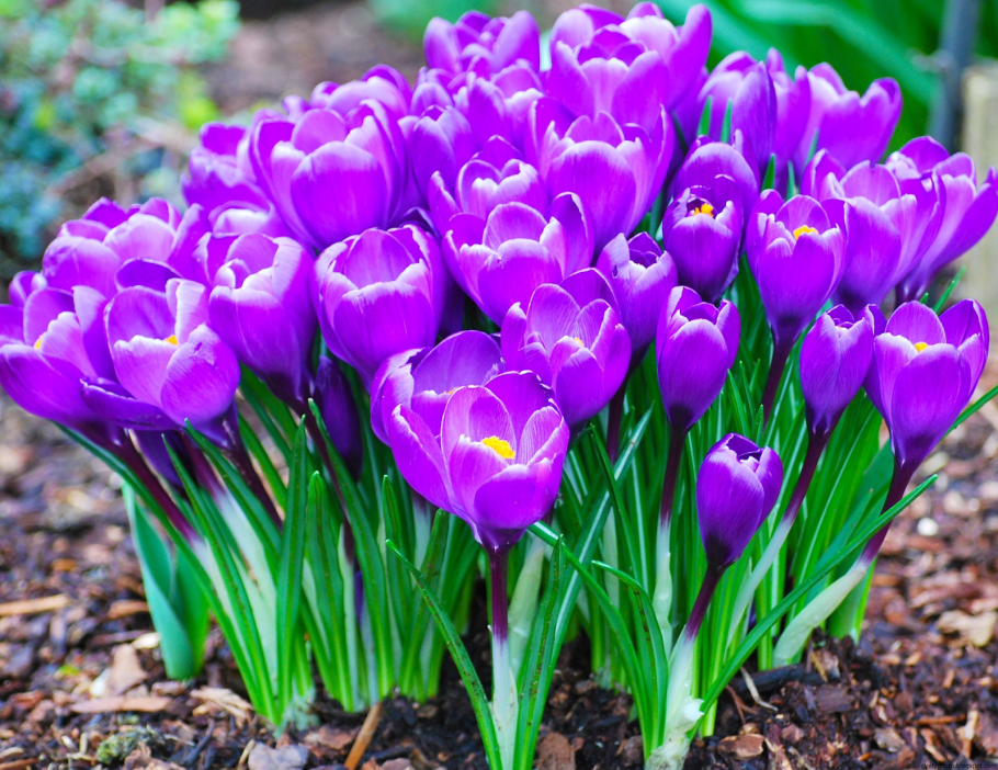 Весеннецветущие луковичные