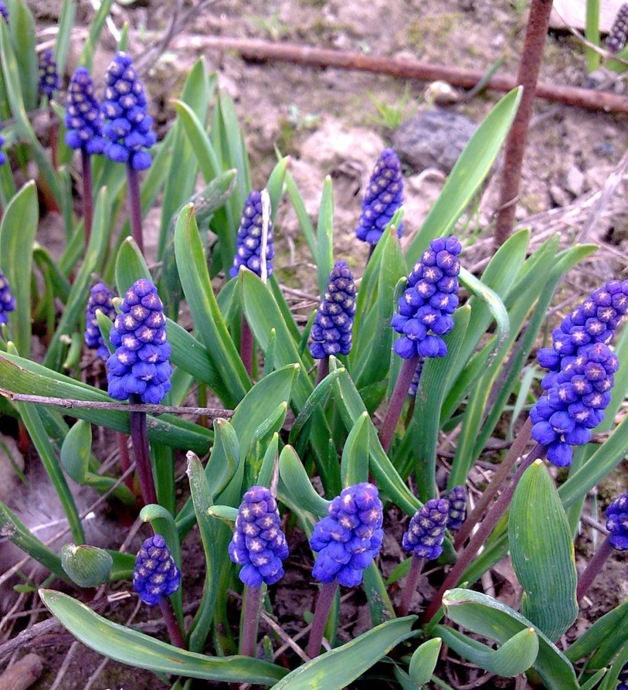 Ирис Крокус Альпийская