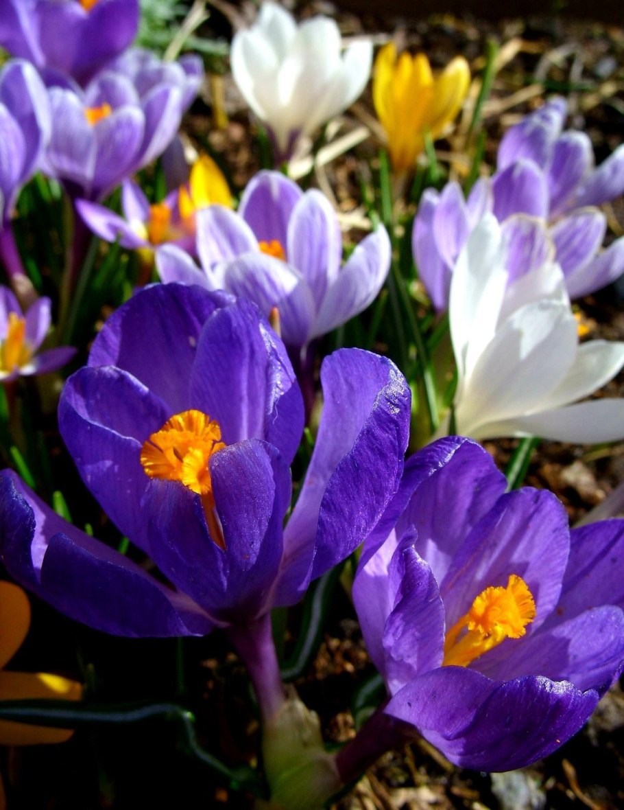 Пролеска Сибирская Scilla Siberica