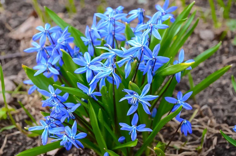 Гиацинт цветок