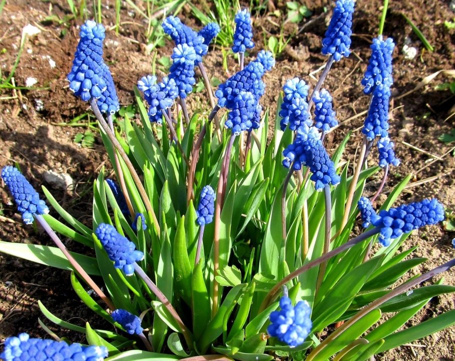 Пролеска Сибирская (Сцилла)