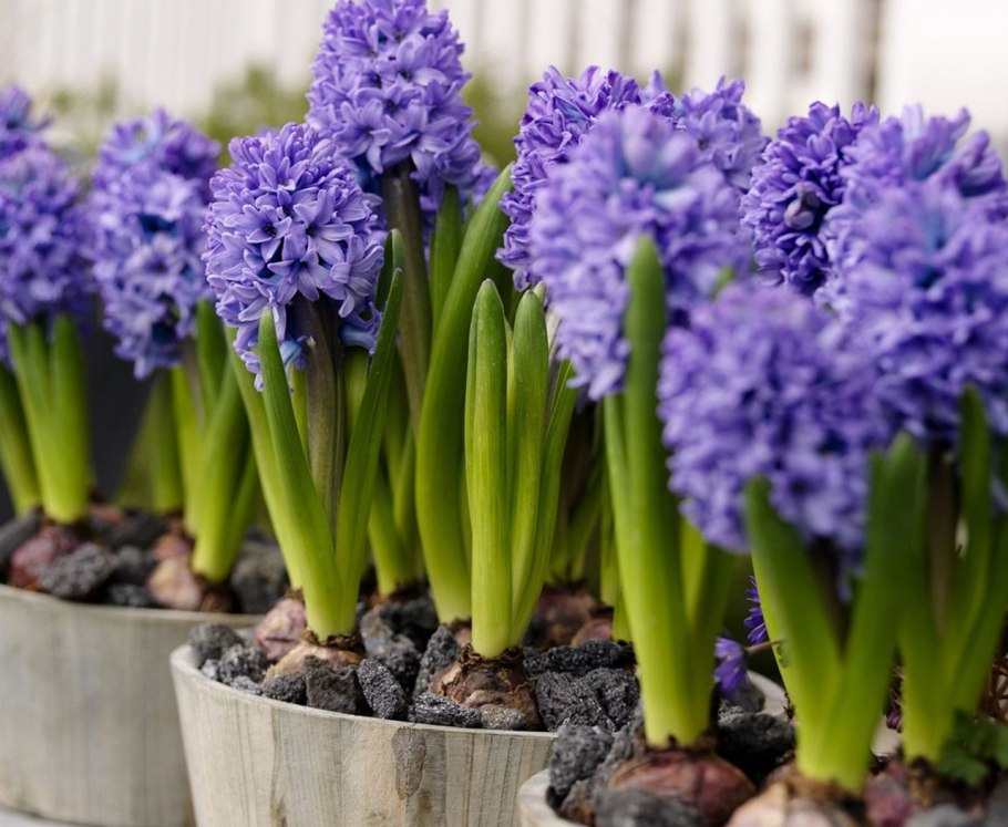 Луковичные цветы многолетники