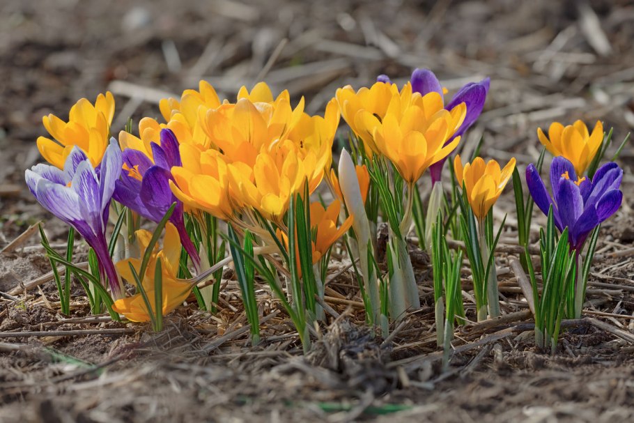 Пушкиния и крокусы