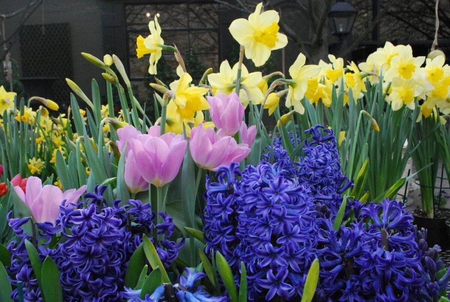 Луковичные цветы крокусы