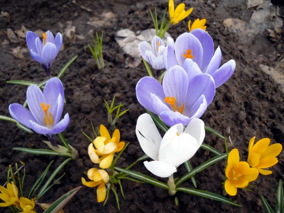 Весеннецветущие луковичные