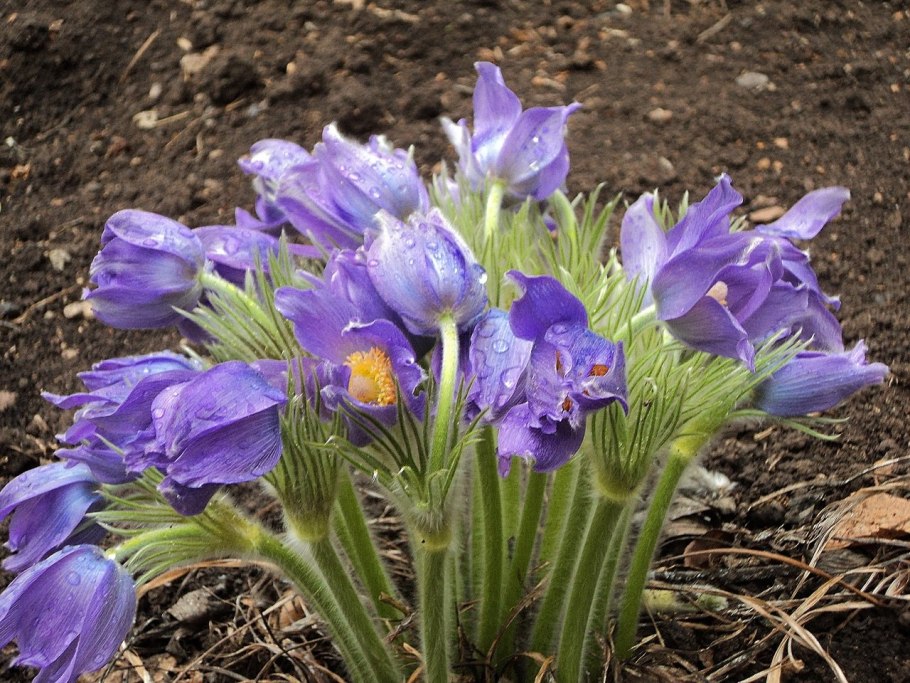 Мышиный гиацинт мускари