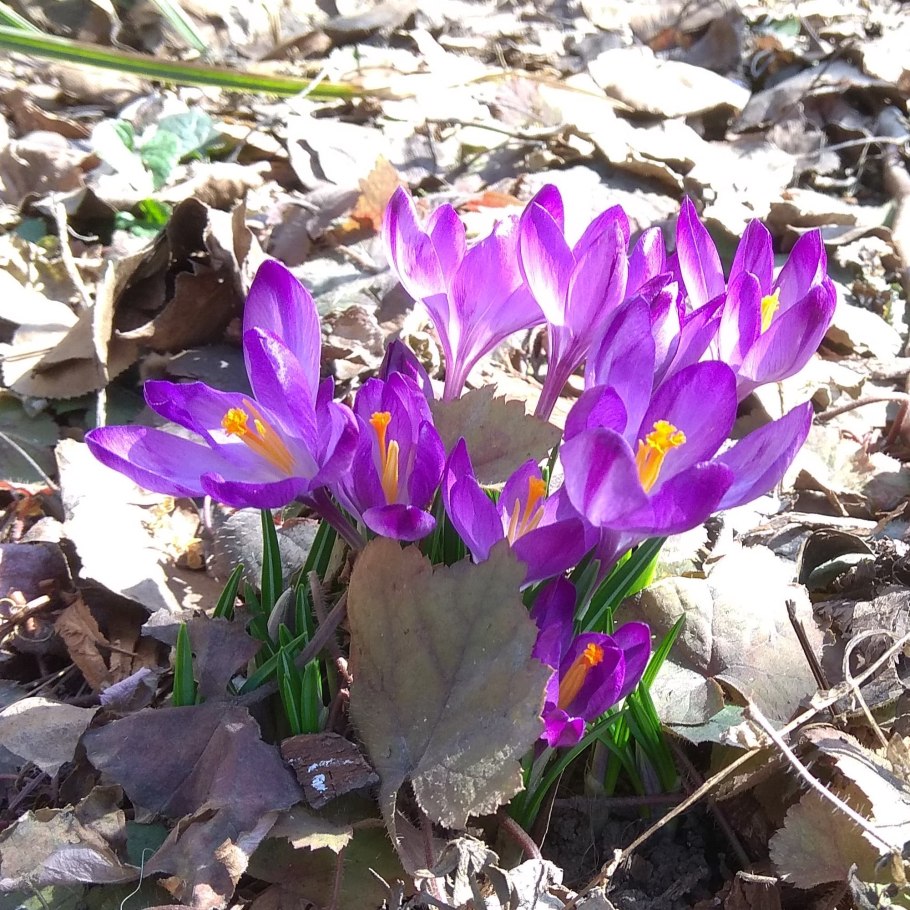 Мышиный гиацинт гроздевидный