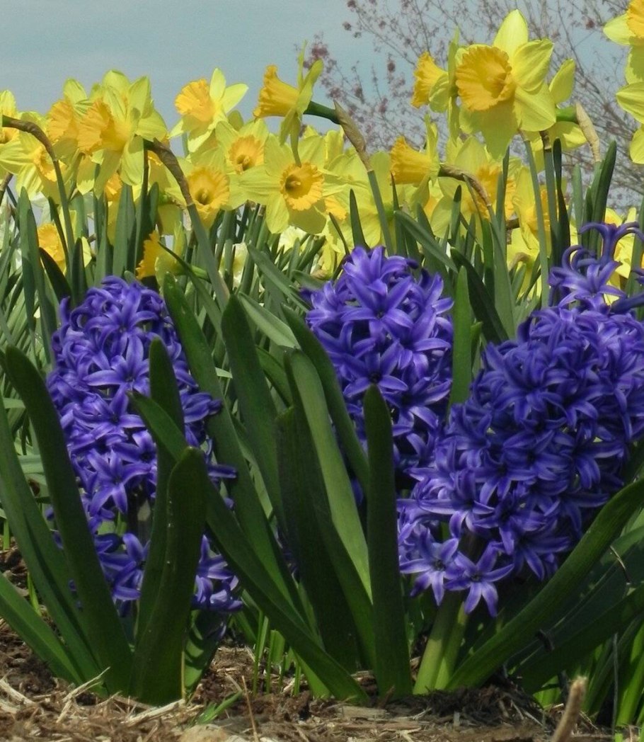 Луковичные цветы мускари