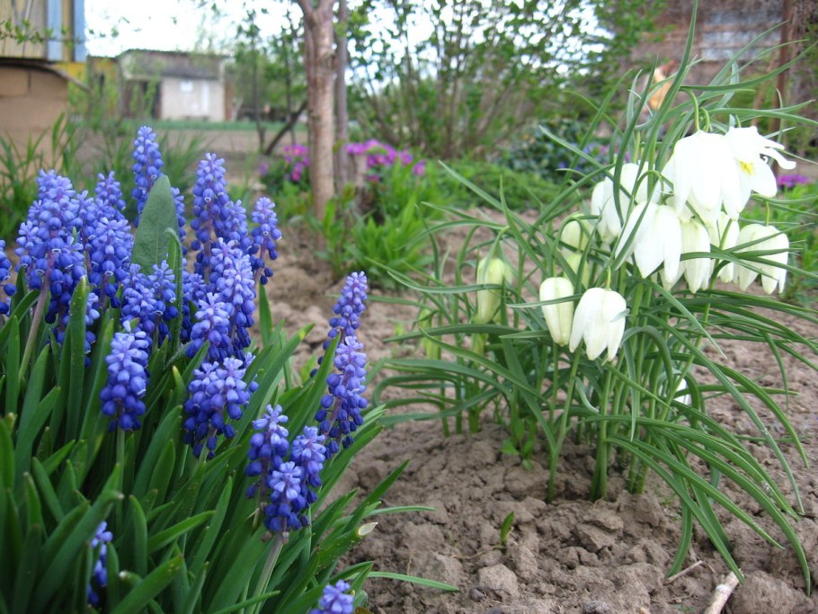 Белоцветник весенний