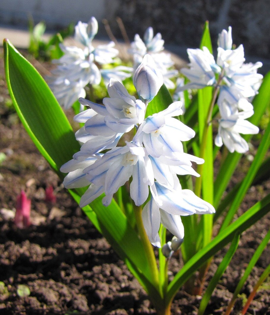 Луковичные многолетники первоцветы