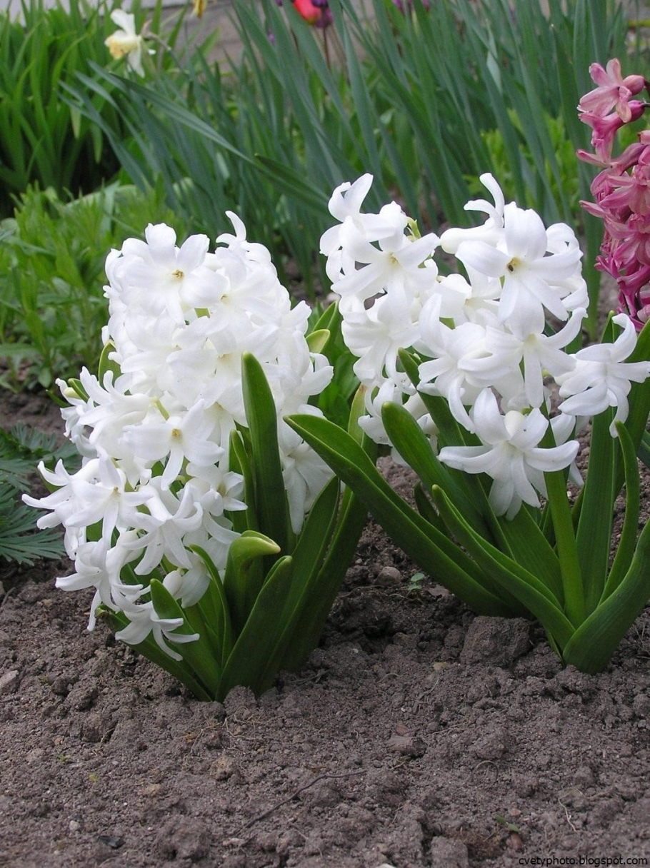 Луковичные катык