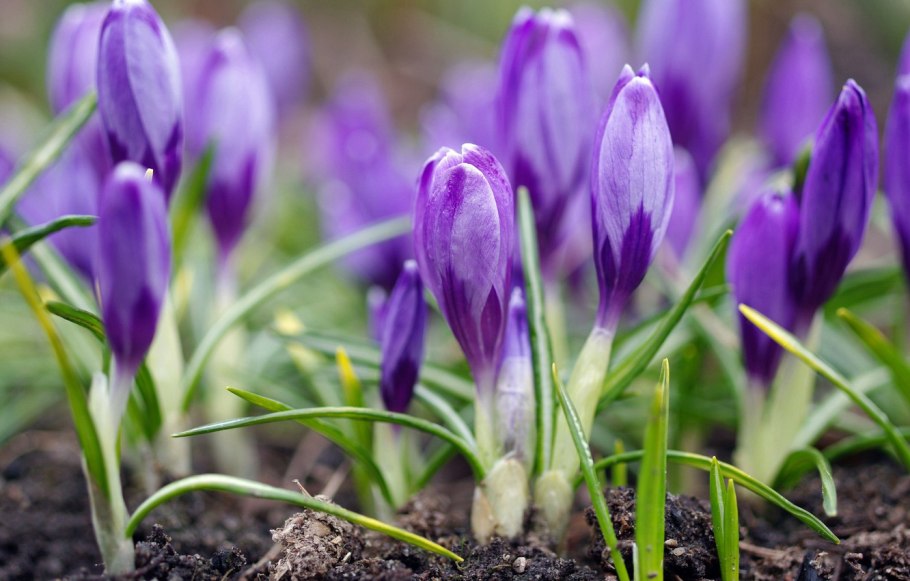 Белоцветник (Leucojum) aestivum