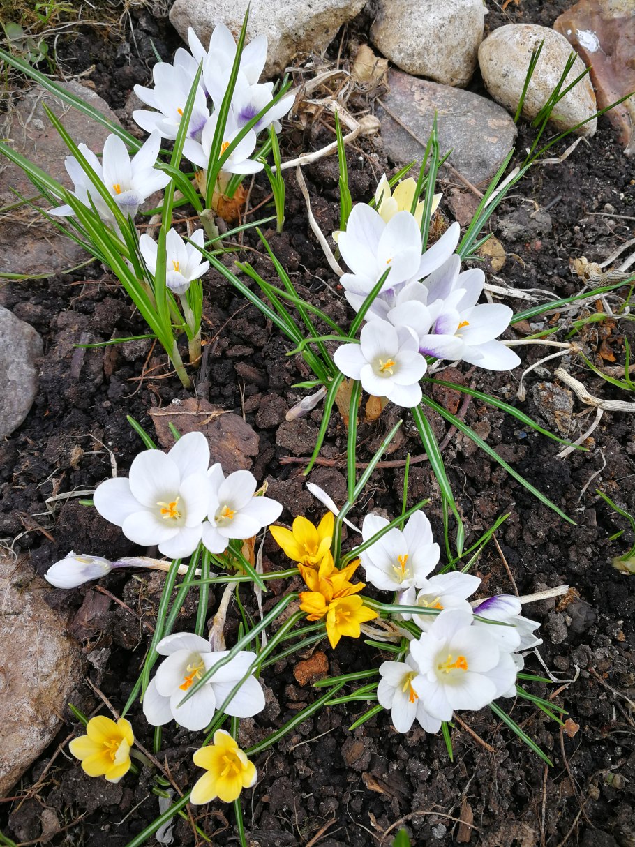 Мускари azureum