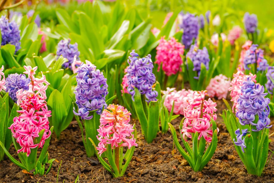 Гиацинт цветок