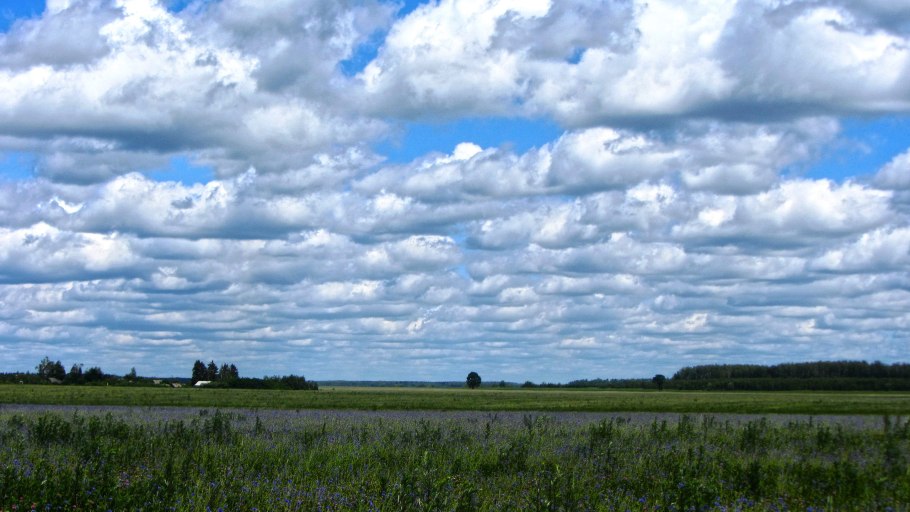 Старый дуб в Орле