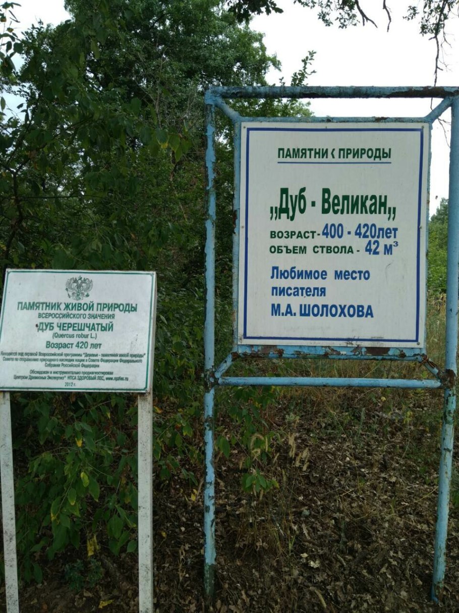 Дуб Патриарх Беловежская пуща