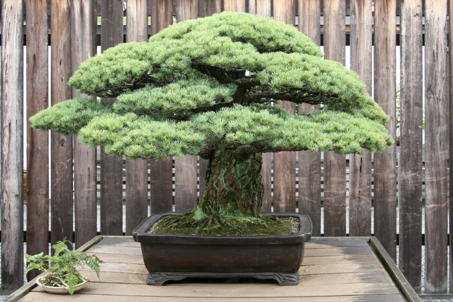Бонсай Bonsai Side 50/100