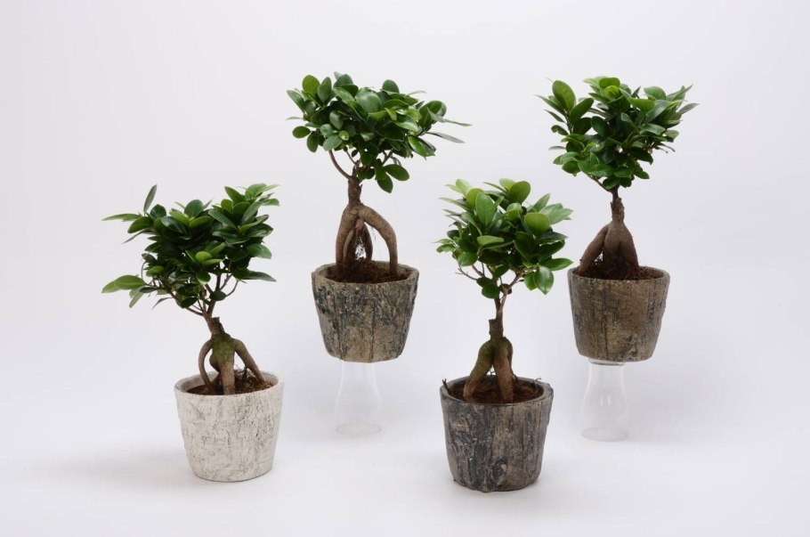 Катальпа бигнониевидная (Catalpa bignonioides)